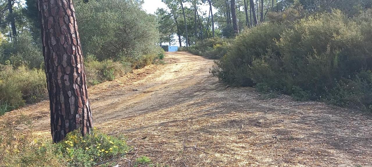 Casa Do Pinheiro - Parque Natural Da Ria Formosa. Tavira Dış mekan fotoğraf