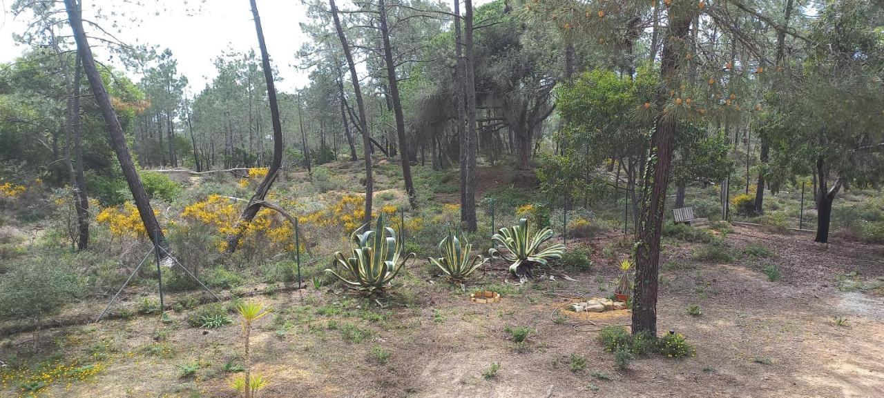 Casa Do Pinheiro - Parque Natural Da Ria Formosa. Tavira Dış mekan fotoğraf